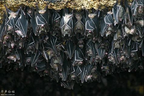 monfort bat sanctuary